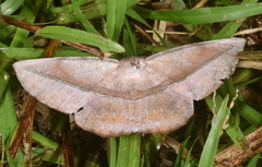 Sarcinodes yaeyamana