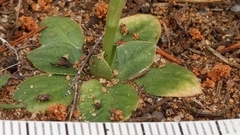 Pterostylis cycnocephala