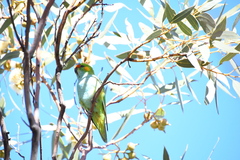 Parvipsitta porphyrocephala