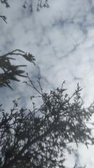 Pterostylis cycnocephala