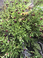 Vaccinium myrtillus
