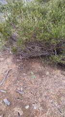 Pterostylis cycnocephala