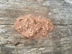 Reticularia lycoperdon