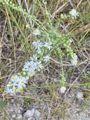 Symphyotrichum ericoides