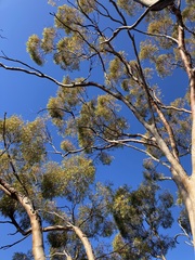 Eucalyptus salmonophloia