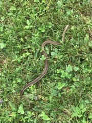 Thamnophis sirtalis pallidulus