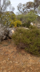 Pterostylis cycnocephala