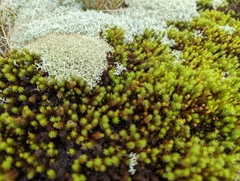 Polytrichum strictum