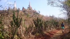 Euphorbia antiquorum