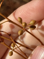 Eucalyptus salmonophloia