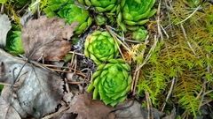 Sempervivum globiferum