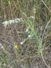 Symphyotrichum ericoides