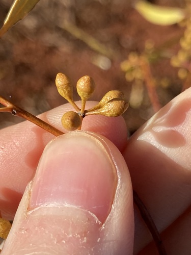 Image of Eucalyptus salmonophloia by (c) Thomas Mesaglio, some rights reserved (CC BY)