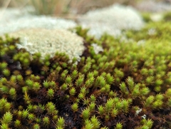 Polytrichum strictum