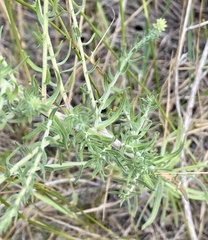 Symphyotrichum ericoides