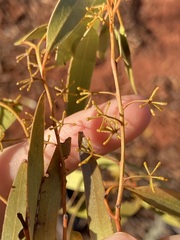 Eucalyptus salmonophloia