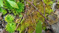 Sempervivum globiferum