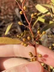 Eucalyptus salmonophloia