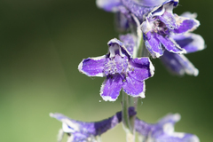Delphinium glaucum