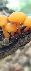 Mycena