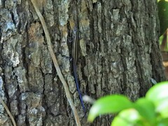 Plestiodon