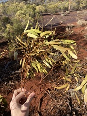 Eucalyptus salmonophloia
