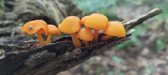 Mycena