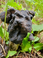 Helvella vespertina