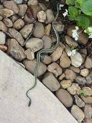 Thamnophis proximus