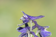 Delphinium glaucum