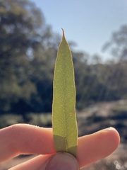 Eucalyptus salmonophloia