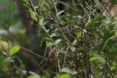 Saucerottia beryllina