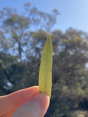 Eucalyptus salmonophloia