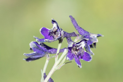 Delphinium glaucum