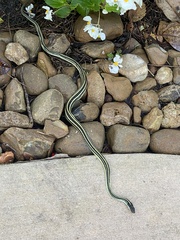 Thamnophis proximus