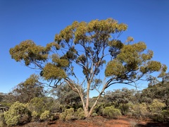 Eucalyptus salmonophloia