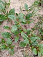 Alternanthera maritima