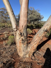 Eucalyptus salmonophloia