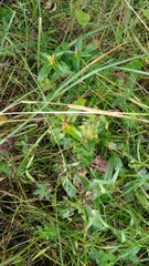 Gentiana cruciata