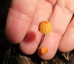 Marasmius siccus