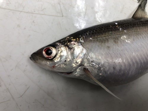 Bloater (Coregonus hoyi) — Salmonidae — 5