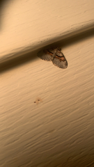 Xanthorhoe labradorensis