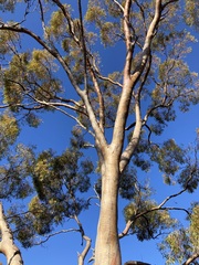 Eucalyptus salmonophloia