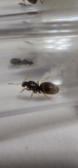 Lasius neoniger