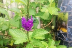 Euglossa