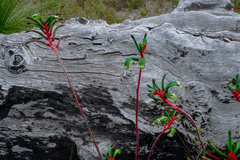 Anigozanthos manglesii