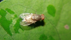 Lauxaniidae