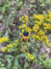 Lycomorpha pholus