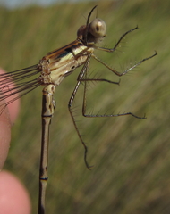 Lestes pinheyi