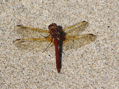 Sympetrum madidum
